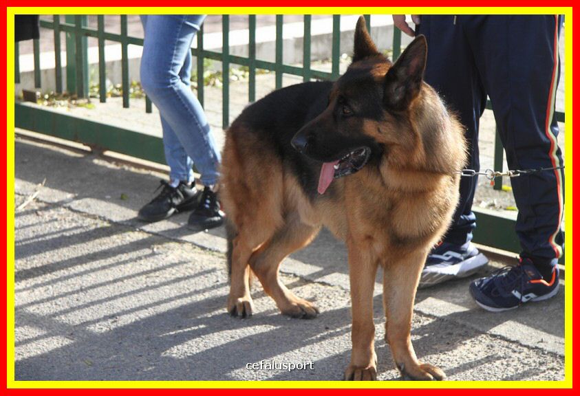 180311 mostra_canina 195.jpg